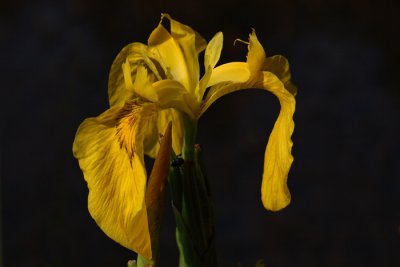 Yellow flag Iris Iris pseudocorus vodna perunika_MG_5782-1.jpg