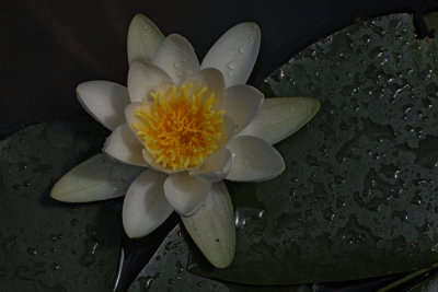 White water lily Nymphea alba beli lokvanj_MG_5732-1.jpg