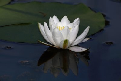 White water lily Nymphea alba beli lokvanj_MG_5737-1.jpg