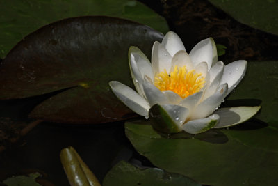 White water lily Nymphea alba beli lokvanj_MG_5760-1.jpg