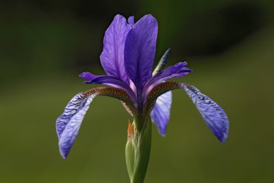 Siberian iris Iris sibirica sibirska perunika_MG_3207-1.jpg