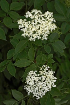 Common elderberry Sambucus nigra rni bezeg_MG_5722-1.jpg