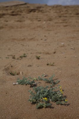 Sand dunes_MG_3508-1.jpg