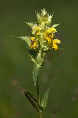 Rhinanthus glacialis resasti ąkrobotec_MG_5292-1.jpg