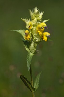 Rhinanthus glacialis resasti krobotec_MG_5292-1.jpg