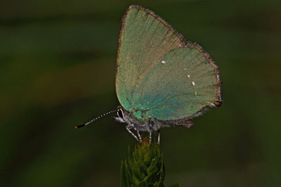 Green hairstreak Callophrys rubi zeleni metulj_MG_5978-1.jpg