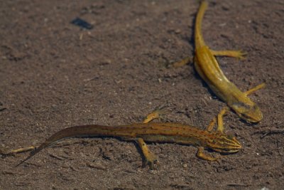 Smooth newt Lissotrition (Triturus) vulgaris meridionalis robati (navadni) pupek_MG_6018-1.jpg