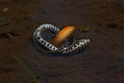 Grass snake with prey (newt) belouka_MG_5994-1.jpg