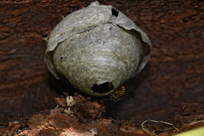 Wasp's nest osje gnezdo_MG_6065-1.jpg