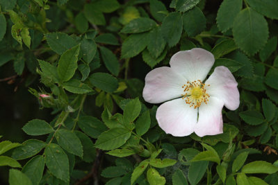 Dog rose Rosa canina navadni ipek_MG_5719-1.jpg