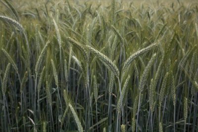 Barley field ito_MG_6477-1.jpg