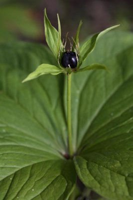 Herb paris Paris quadrifolia volja jagoda_MG_6849-1.jpg