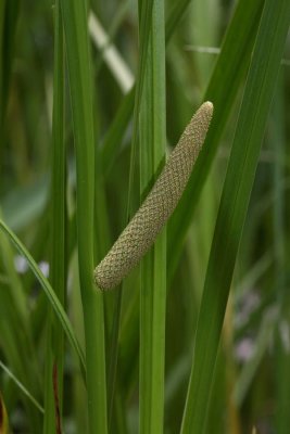 Common sweet flag Acorus calamus kolmeľ_MG_6623-1.jpg