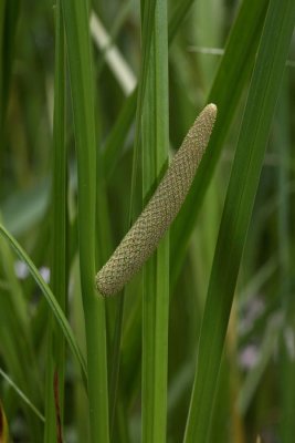 Common sweet flag Acorus calamus kolme_MG_6623-1.jpg