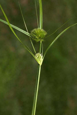 Carex bohemica  eki a_MG_6593-1.jpg