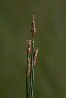 Common spike rush Eleocharis palustris movirska sita_MG_6556-1.jpg