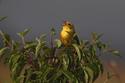 Yellowhammer  Emberiza citrinella rumeni strnad_MG_7933-1.jpg