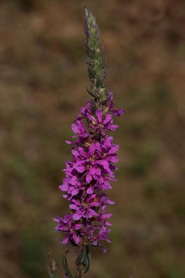 Purple loosestrife Lythrum salicaria navadn krvenka_MG_8645-1.jpg