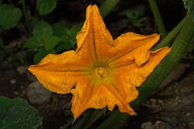 Oilseed pumpkin Cucurbita pepo oljna bua _MG_8608-1.jpg