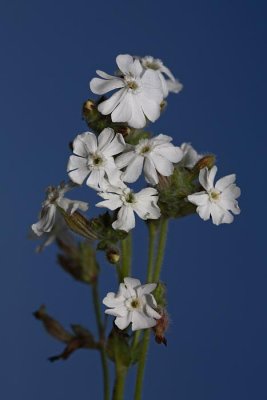 White campion Silene latifolia beli slizek _MG_8560-1.jpg