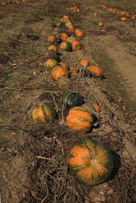 Oilseed pumpkin Cucurbita pepo oljna bua_MG_1540-1.jpg