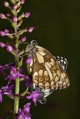 Marbled white Melanargia galathea  lisar_MG_9290-1.jpg