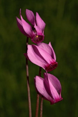 Cyclamen Cyclamen purpurascens ciklama_MG_9347-1.jpg