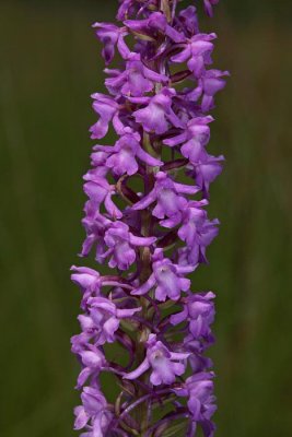 Fragrant orchid Gymnadenia conopsea navadni kukovičnik_MG_9396-1.jpg