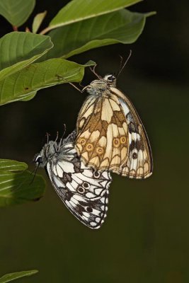 Marbled white Melanargia galathea lisar_MG_9431-1.jpg