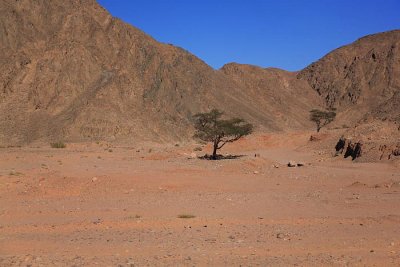 Desert puava_MG_4161-1.jpg