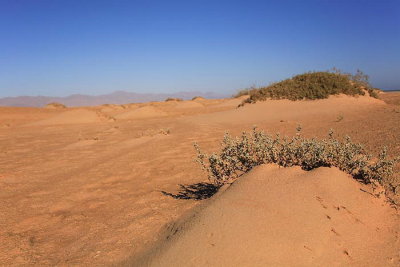 Desert puava_MG_4572-1.jpg