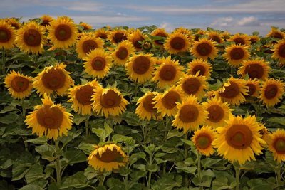 Sunflower Helianthus annuus sonnica_MG_9798-1.jpg