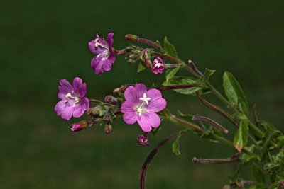 Small flowered willow-herb Epilobium parviflorum drobnocvetni vrbovec_MG_0078-1.jpg