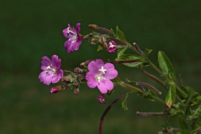 Small flowered willow-herb  Epilobium parviflorum drobnocvetni vrbovec_MG_0078-1.jpg