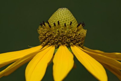 Cutleaf coneflower Rudbeckia laciniata deljenolistna rudbekija_MG_0098-1.jpg