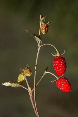 Woodland strawberry Fragaria vesca navadna jagoda jagodnjak _MG_0419-1.jpg