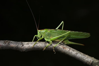 Great green bush-cricket Tettigonia viridissima drevesna zelenka_MG_0761-1.jpg