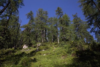 Alpine larch forest macesnov gozd_MG_0572-1.jpg