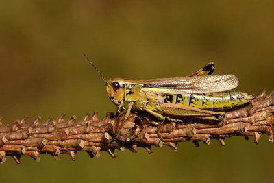 Large marsh grasshopper Stethophyma grossum_MG_1000-1.jpg