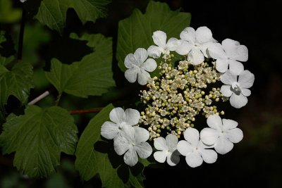 Guelder-rose Viburnum opulus brogovita _MG_5313-1.jpg