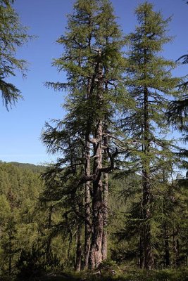 Alpine larch forest macesnov gozd__MG_0552-1.jpg
