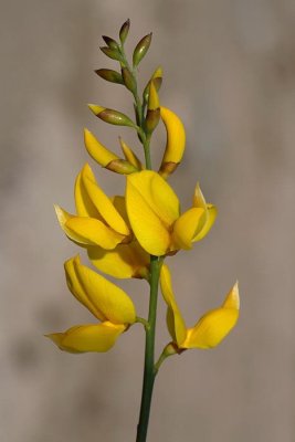 Broom Cytisus scoparius metla_MG_4011-1.jpg