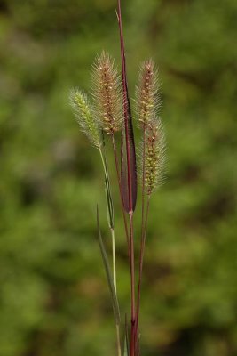 Setaria sp. muhvič_MG_1409-1.jpg