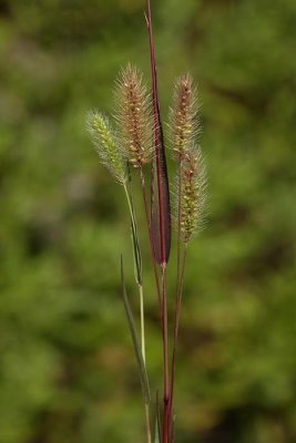 Setaria sp. muhvi_MG_1409-1.jpg