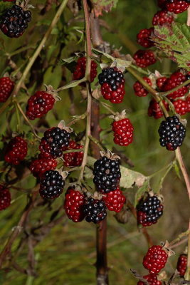 Blackberry Rubus fruticosus prava robida_MG_1691-1.jpg