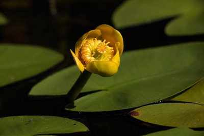 Yellow water lily Nuphar luteum blatnik_MG_1549-1.jpg