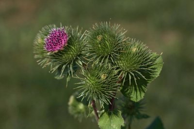 Greater burdock Arctium lappa navadni repinec_MG_1407-1.jpg