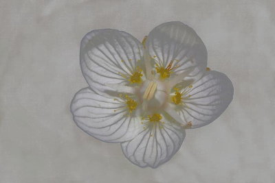 Flower cvet_MG_2344-3.jpg