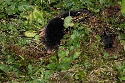 European mole Talpa europaea krt_MG_2130-1.jpg