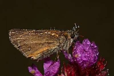 Large skipper  Ochlodes sylvanus rjasti debeloglavček_MG_2263-1.jpg